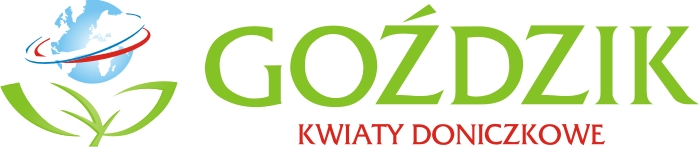 Goździk Kwiaty Doniczkowe Webshop